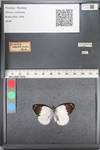 Media type: image;   Entomology 130228